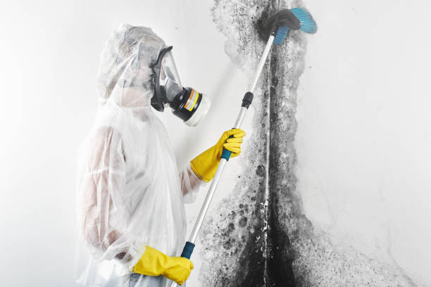 Best Water Damage & Mold Remediation  in West Sharyland, TX