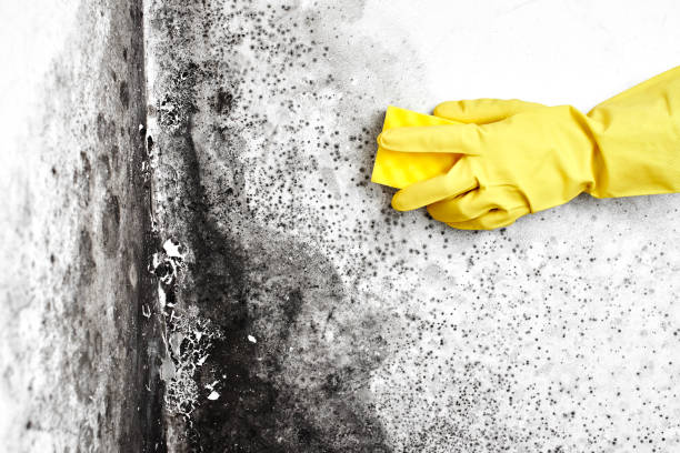 Professional Mold Removal in West Sharyland, TX